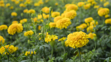 Marigold flower cultivation in Thailand 