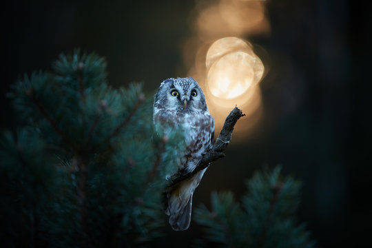 Portrait of Boreal owl, Aegolius funereus, small, backlighted owl, known as Tengmalm's owl, sitting on a pine in a autumn taiga environment against rays of rising sun.  Early morning, Europe.