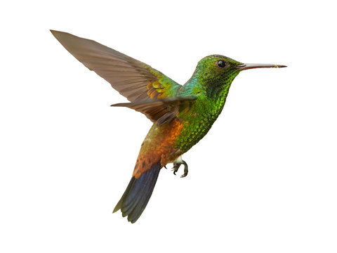 Isolated on white background, shining green, caribbean hummingbird with coppery colored wings and tail, Copper-rumped Hummingbird, Amazilia tobaci hovering in the air. Trinidad and Tobago.