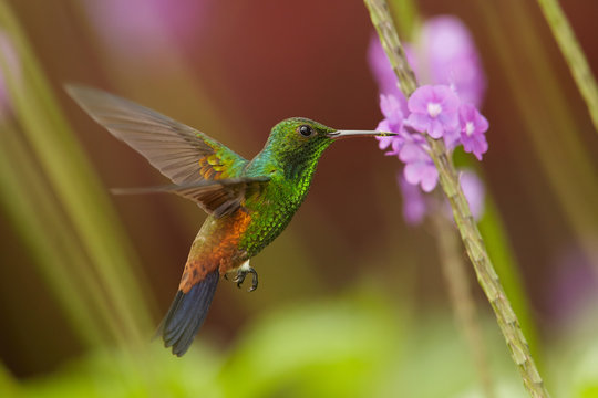 Close up, shining green, caribbean hummingbird with coppery colored wings and tail, Copper-rumped Hummingbird, Amazilia tobaci hovering and feeding from violet verbena flower. Trinidad and Tobago.