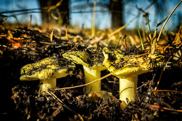 Fototapeta na wymiar Autumn mushrooms in pine forest