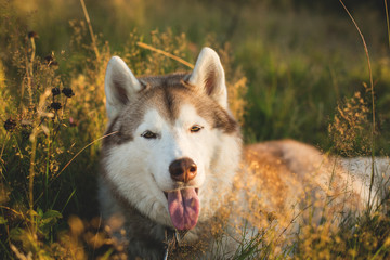 Close-up Portrait of adorable beige and white siberian husky dog with brown eyes lying in the grass at sunset