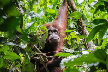 endangered species of orang utan in Borneo, Malaysia