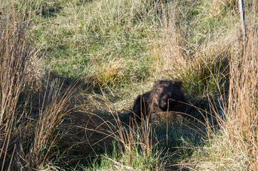 Wombat with Mange