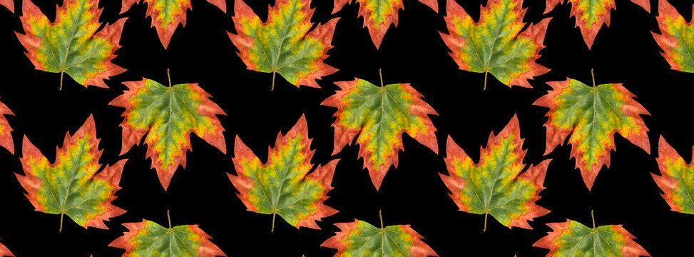 autumn leaves of maple isolated on black background