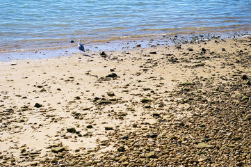 gaviota en la playa de la costa de la bahía de Cadiz, Andalucía. España