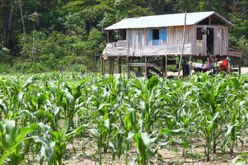 Fototapeta na wymiar Small farm on river island of Amazon, Brazil