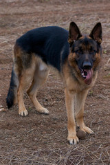 german shepherd dog
