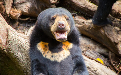 endangered species of sun bear in Borneo, Malaysia