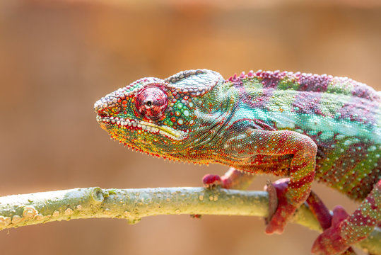 Leopard Chameleon in Madagascar animals wildlife, wild animal in Madagascar. Holiday travel tour in Andasibe, Isalo, Masoala, Marojejy National parks. Chameleons.