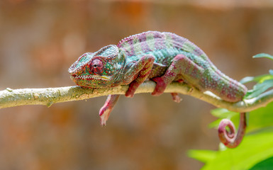 Leopard Chameleon in Madagascar animals wildlife, wild animal in Madagascar. Holiday travel tour in Andasibe, Isalo, Masoala, Marojejy National parks. Chameleons.