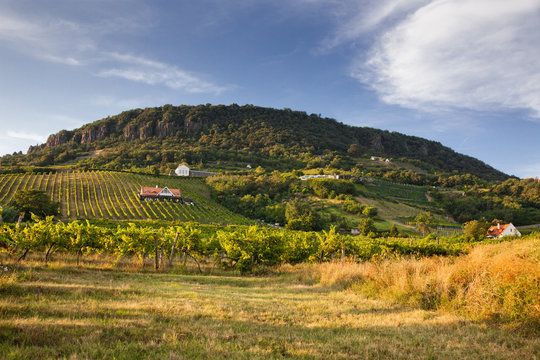 vineyards in Balaton highland, Badacsony mountain, Hungary