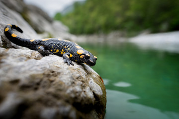 Fire salamander (Salamandra salamandra salamandra) in its natural habitat in the soca valley of Slovenia