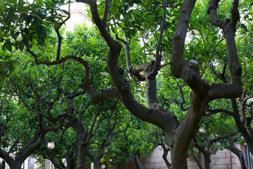 Trees in the garden