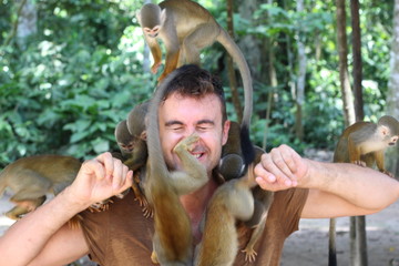 Fototapeta premium Man training a group of monkeys