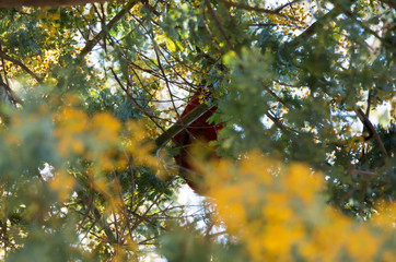 Crimson Rosella in a tree with butt showing