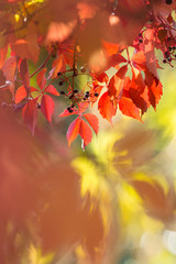 Herbstlicht im Garten