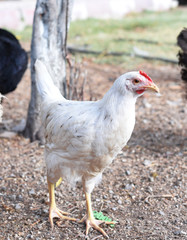 chicken and rooster