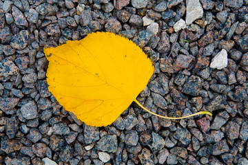 Yellowed birch leaf lies on the stones.