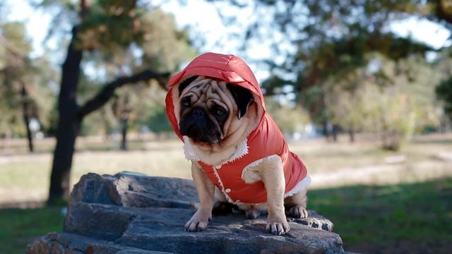 Cute pug in the costume of devil. Portrait of the dog outdoors.