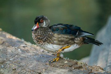 duck on the lake 