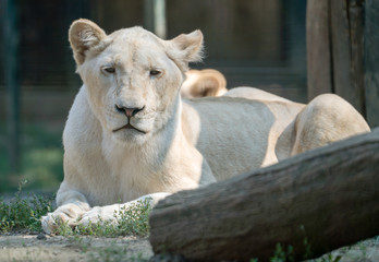 Naklejka premium white lioness in the park 