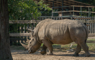 Obraz premium nosorożec w zoo