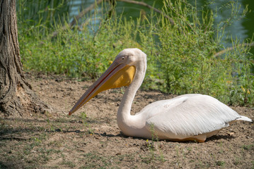 Pink Pelican near the lake 