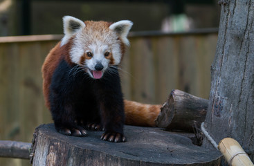 red panda sits on a tree