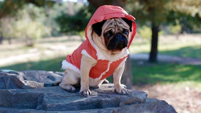 Cute pug in the costume of devil. Portrait of the dog outdoors.