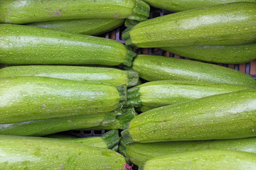Zucchini. Fresh zucchini, green vegetables on local farmer market, freshly harvested courgette, summer squash. Organic green zucchini wallpaper. Vegetable background texture. 