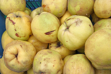 Quince. Fresh organic quince. Quince fruit background texture. Yellow quinces wallpaper. Healthy eating concept. Queen apple fruit. Natural background. 