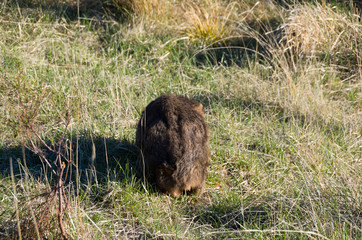 Wombat walking away in grass