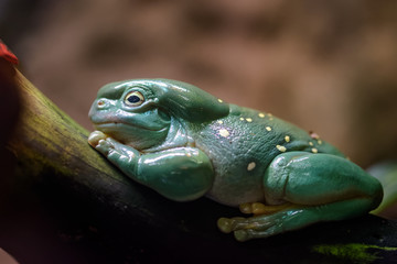 Australian green tree frog
