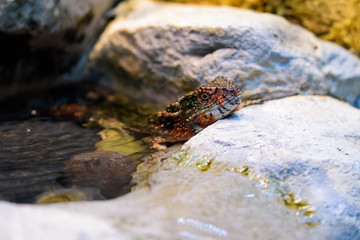 Chinese crocodile lizard in a small stream