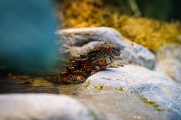 Chinese crocodile lizard in a small stream