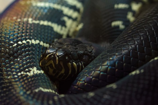 Closeup of a diamond python