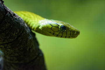 Closeup of a green mamba on a branch