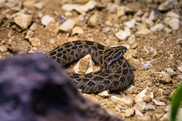 Closeup of a mexican lance headed rattlesnake curled up