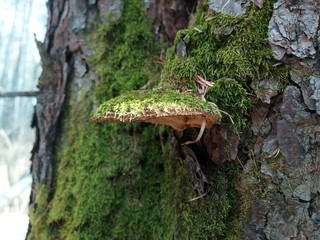 fungus on tree