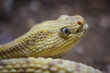 Closeup of a northern neotropical rattlesnake