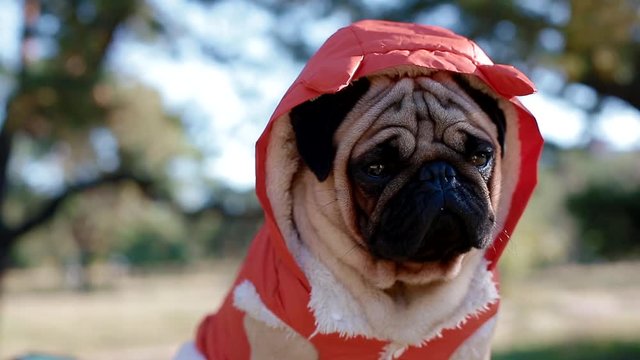 Cute pug in the costume of devil. Portrait of the dog outdoors.
