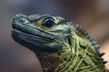 Closeup of a philippine sailfin lizard