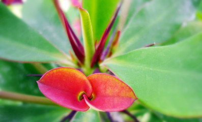 detalle de flores rojas con hojas verdes en el jardín del parque