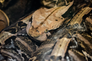 Closeup of a west african gaboon viper