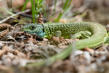 Eastern green lizard (Lacerta viridis) in Slovenia