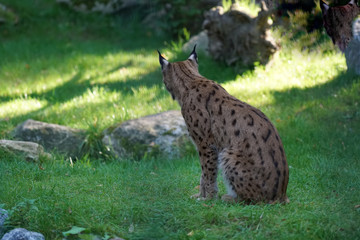 Lynxes have a whiskered beard and the tips of the ears have black hairbrushes
