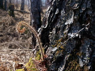 the sprout of the wild rose, prickly and grows in a spiral