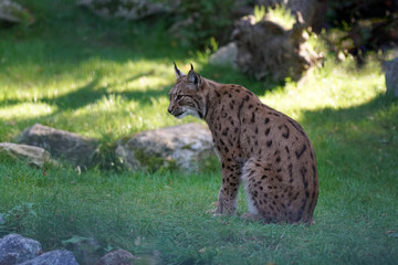 Naklejka na ściany i meble Lynxes have a whiskered beard and the tips of the ears have black hairbrushes 