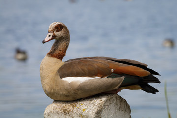 Gans am Seeufer